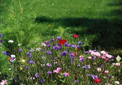 Bachelor buttons, poppies, cosmos greenery