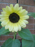 lemon yellow sunflower