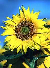 Original sunflower