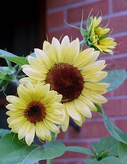 Lemon Queen sunflowers